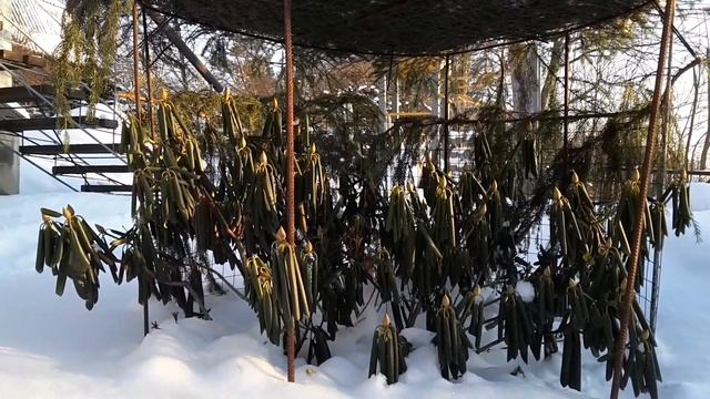 Как укрыть рододендрон на зиму смотреть онлайн