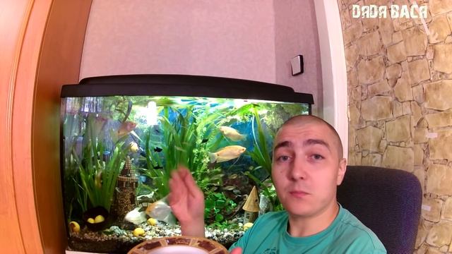Кормление рыбок! Как правильно кормить аквариумных рыбок сухим кормом! Кормление аквариумных рыбок. смотреть онлайн