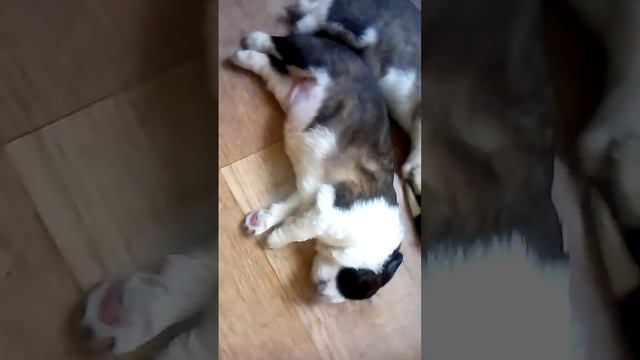Щенки сенбернара 4 дня от рождения смотреть онлайн