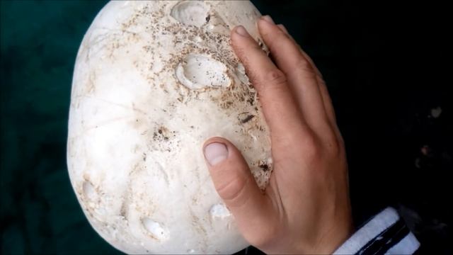 Пушистые Друзья