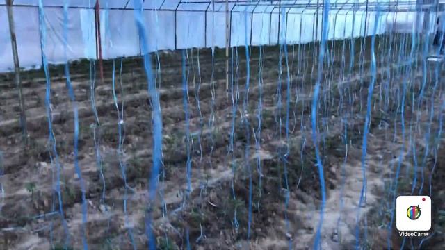 Uy sharoitida POMIDOR ? yetishtirishni XOXLAYSIZMI? Unda ushbu VIDEO SIz uchun смотреть онлайн