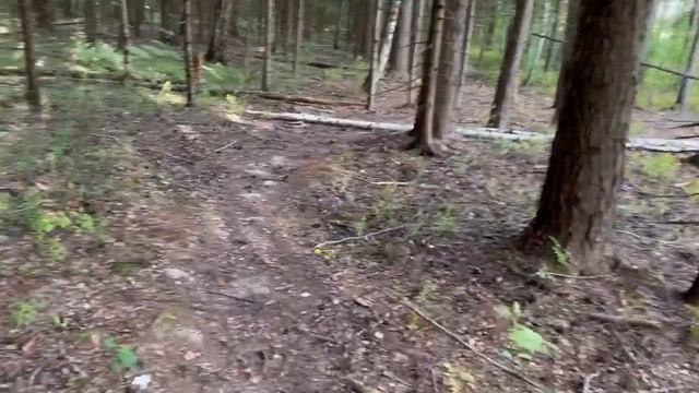 Благородные грибы растут массово, но локально!? Соревновние с грибниками?♂️18 Июля (2) #грибы2023