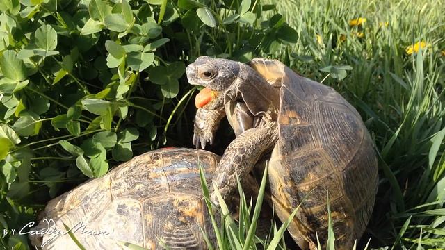 Turtle pairing. Funny sounds смотреть онлайн
