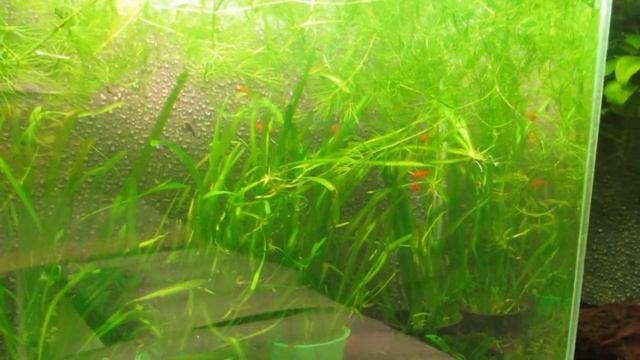 Аквариумные растения в рубрике ПВО. смотреть онлайн