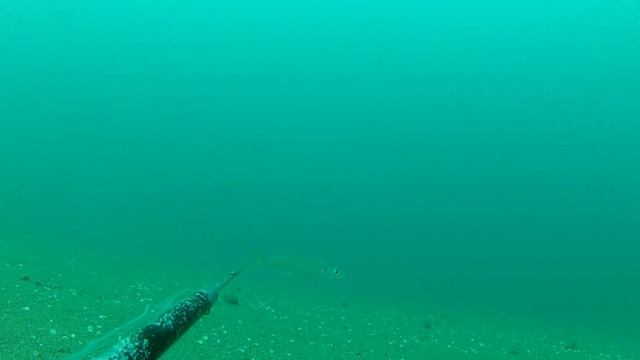 Подводная охота в августе.ЮБК.Симеиз.Кацивели 2014 смотреть онлайн