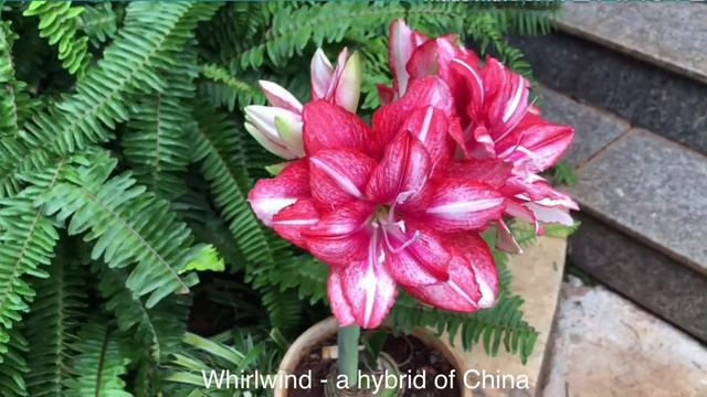 Whirlwind - lan huệ kép của Trung Quốc mùa 2020 - 2021 P1 (Chinese double amaryllis in 2021 Part1) смотреть онлайн