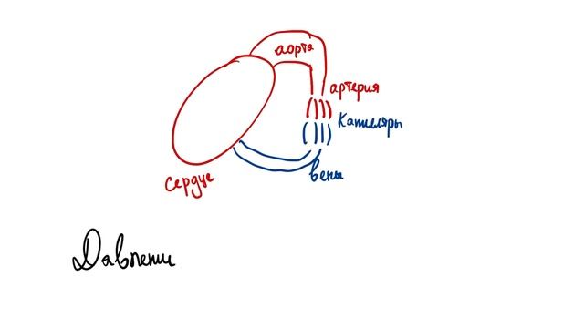 Скорость и давление крови в сосудах. ЕГЭ БИОЛОГИЯ смотреть онлайн