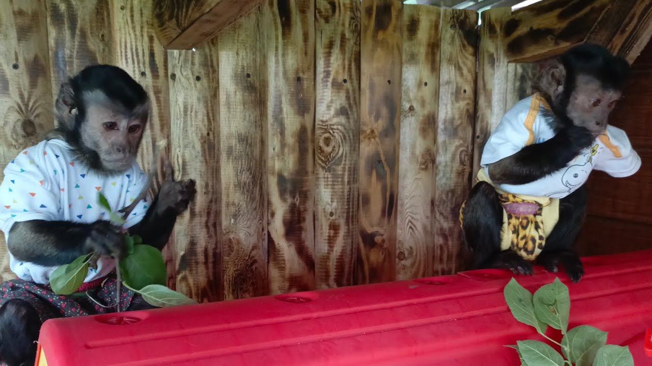 игрульки девчульки, капуцины играют #monkey #обезьяна #animals #petmonkey #babymonkey #животные