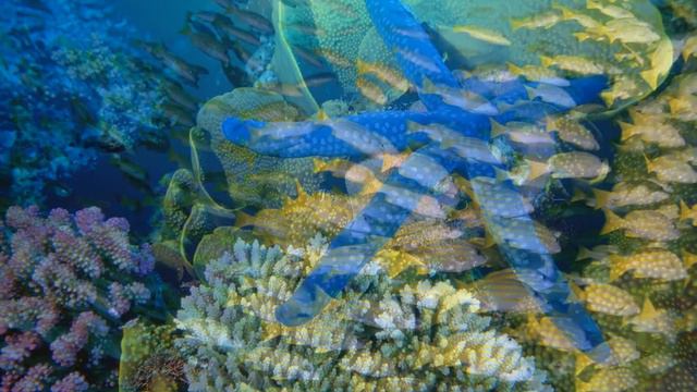 Красота морских глубин смотреть онлайн