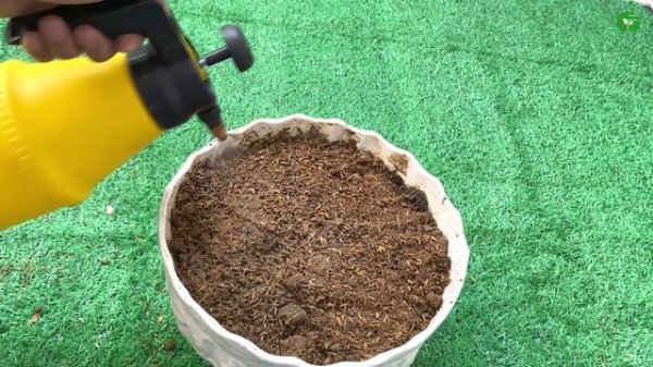 How to Grow Ginger Plant Indoors in Pot #garden #omg #trending