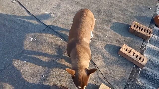 Когда я на работе./Дома есть Карлсон который живет на крыше./