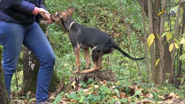 Кормление, внимание, позитивное ожидание (фаза выпрашивания) дрессировка собак смотреть онлайн