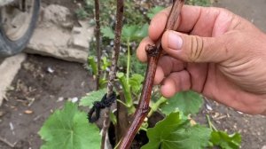 Прививка винограда черным в зелёное,ответы на вопросы