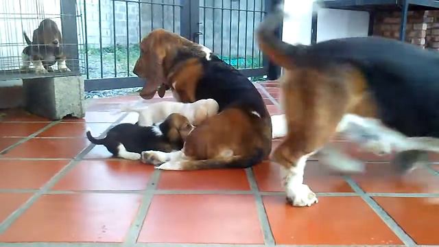 Club Basset Hound Guanare смотреть онлайн