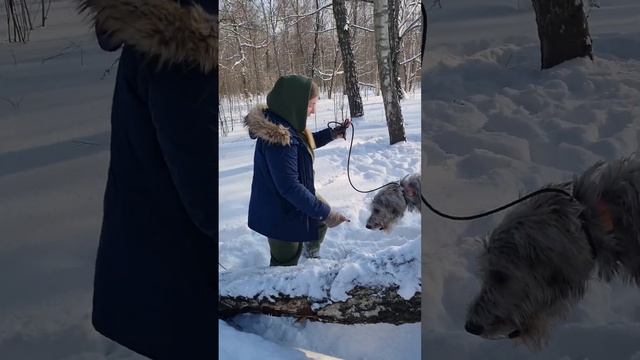 Команда "лапы" Ирландский волкодав смотреть онлайн