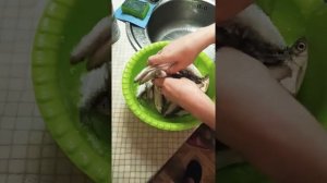 Как засолить уклейку или любую мелкую рыбку