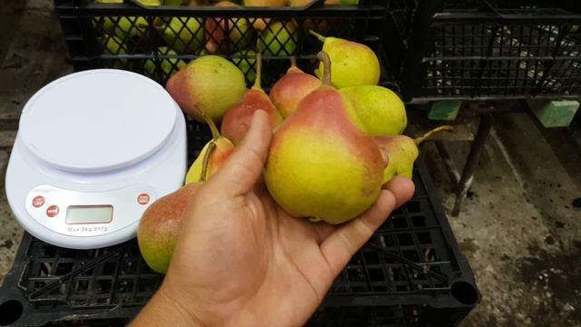 Груша летняя Улюблена Клаппа смотреть онлайн