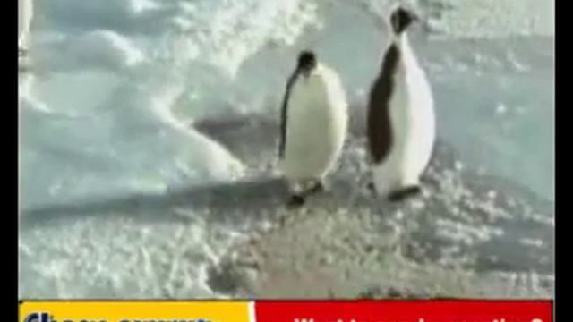 Пингвин отжёг!.flv смотреть онлайн