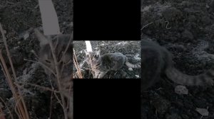 Сажаем жимолость Аврора, Бореал Близард, Индиго Джем. Краснодарский край ???