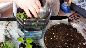 Рассада для ленивых: томаты на фитиле - продолжение