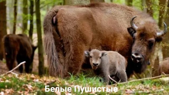 ЗУБР?/Копытные/Животные/Интересные факты смотреть онлайн