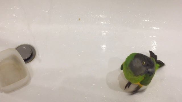 Сенегальский попугай/14/Кузя опять не хочет купаться смотреть онлайн