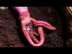 Червь Чёрный Принц Наберает Обороты