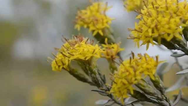 Макро-цветы 1080 HD ( Nikon D3100 ) смотреть онлайн