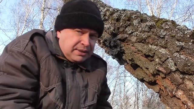 #mood человек в лесу собирает березовый сок смотреть онлайн