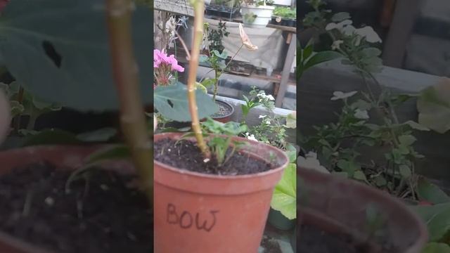 Пеларгонія Mormor, Bold diamond wedding та плющелистна пеларгонія Red sybil. смотреть онлайн