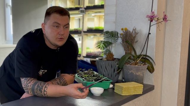 Правда о старте в микрозелени. Откровения. #микрозелень #микрозеленьогород смотреть онлайн