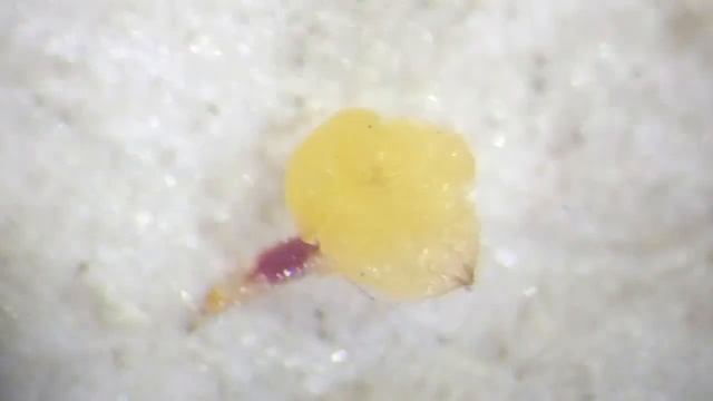 Щитовка калифорнийская и её паразитоид смотреть онлайн