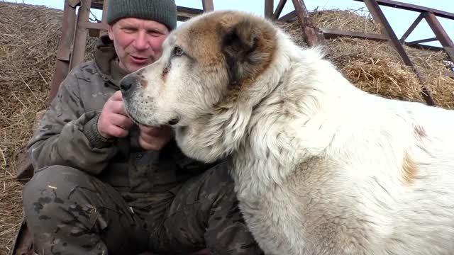 Вшивые, блохастые собаки алабаи, клещи иксодовые из сеновала смотреть онлайн