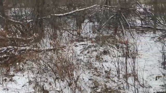 Ураган Толкач Базовый выезд за валежником + немного видео ночью смотреть онлайн
