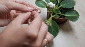 Махровая глоксиния не раскрывает бутоны. Разрезаем бутон, смотрим, что внутри.