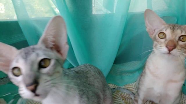 Серебристые ориентальные кошечки смотреть онлайн