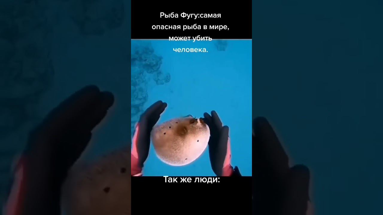 #tiktok #shorts смотреть онлайн