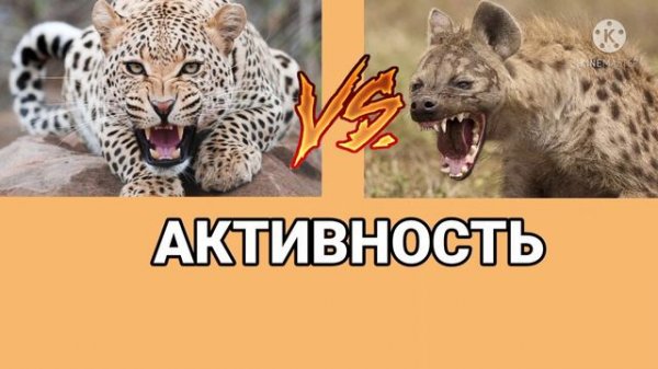 Леопард против Гиены