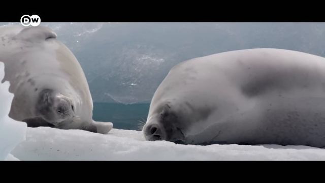 Antarctica: A Message From Another Planet  | DW Documentary