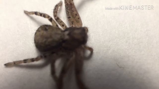 ПЕТРО #1 // содержание паука краба (бокохода) // домик для Петра (Xysticus acerbus) смотреть онлайн