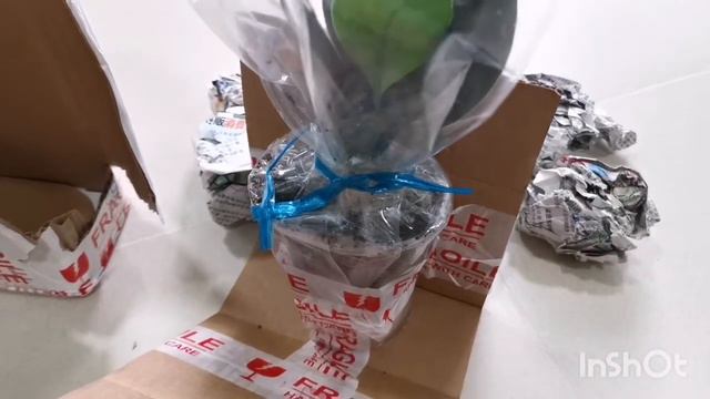 Scindapsus Truebii Dark Form Unboxing