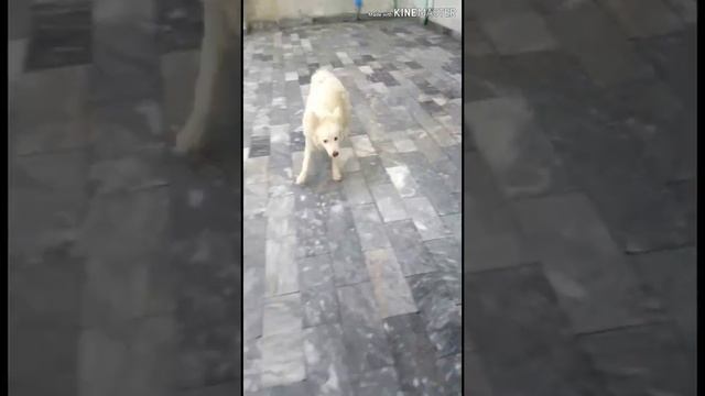 Russian Spitz Dog Breed - The amazing pups that ccame from Russia смотреть онлайн