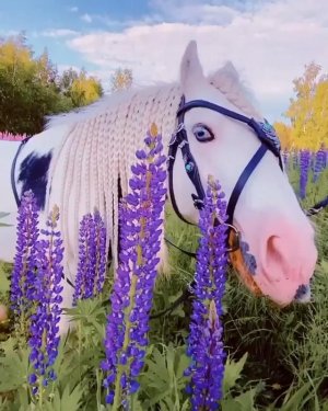 Пение Птиц , Шум Ручья , Цветы . Релакс . Красота Божьего мира ...