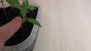 DIY: КАК ВЫРАСТИТЬ ПЕРЕЦ ЛЕГКО, ЧТО ПОЛУЧИЛОСЬ ИЗ СЕМЯН МАГАЗИННОГО ПЕРЦА
