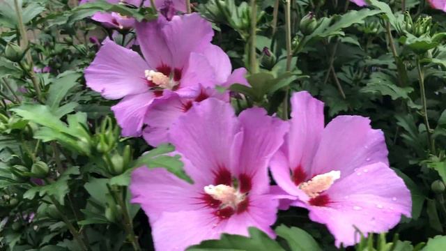20220724-木槿（木槿Hibiscus syriacus 무궁화 是韩国国花又名无穷花），这棵是前房主栽的，是我家其它木槿的母本 смотреть онлайн