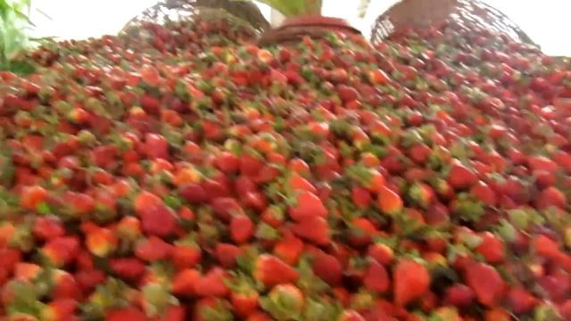 Dessole Royal Rojana Resort 5*встреча Нового 2014 года смотреть онлайн