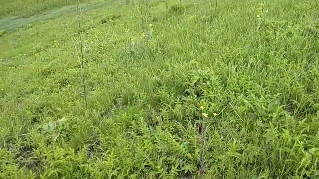 Природа Харьковской области.Просто очень красиво 🌞🌞🌞 смотреть онлайн