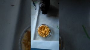 КАК ВЫКОРМИТЬ ПТЕНЦА ГОЛУБЯ