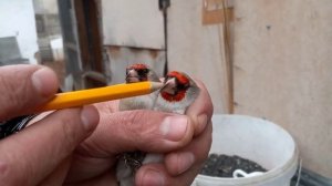 Как различить щеглов самку от самца. Седоголовые щеглы различие самки и самца. Основные признаки.