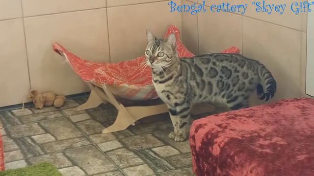 Розплідник бенгальської кішки Skyey Gift" . Характер і повадки бенгала, особливості поведінки. смотреть онлайн